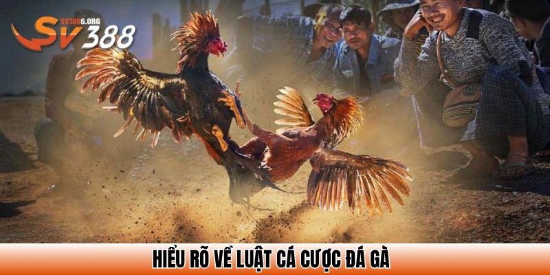 Hiểu rõ về luật cá cược đá gà