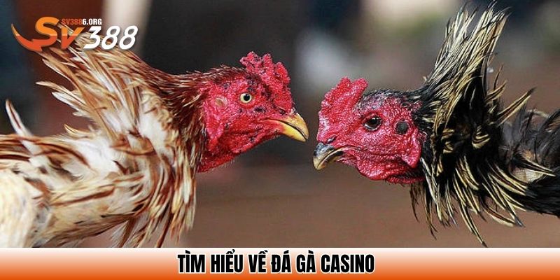 Tìm hiểu về đá gà casino