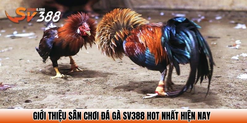 Giới thiệu sân chơi đá gà SV388 HOT nhất hiện nay