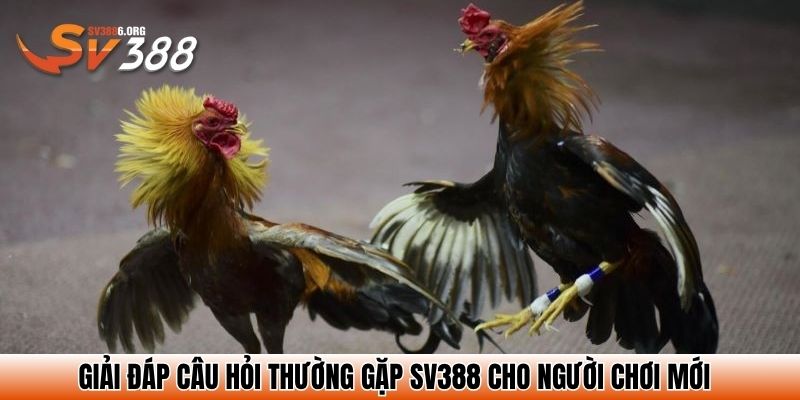 Giải đáp câu hỏi thường gặp SV388 cho người chơi mới