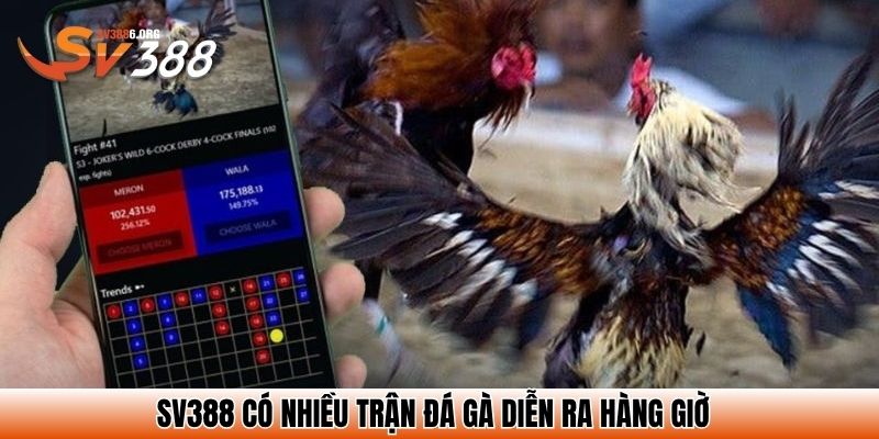 SV388 có nhiều trận đá gà diễn ra hàng giờ