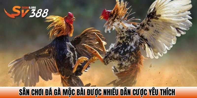 Sân chơi đá gà Mộc Bài được nhiều dân cược yêu thích