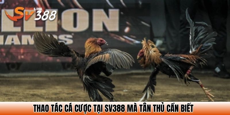 Thao tác cá cược tại SV388 mà tân thủ cần biết