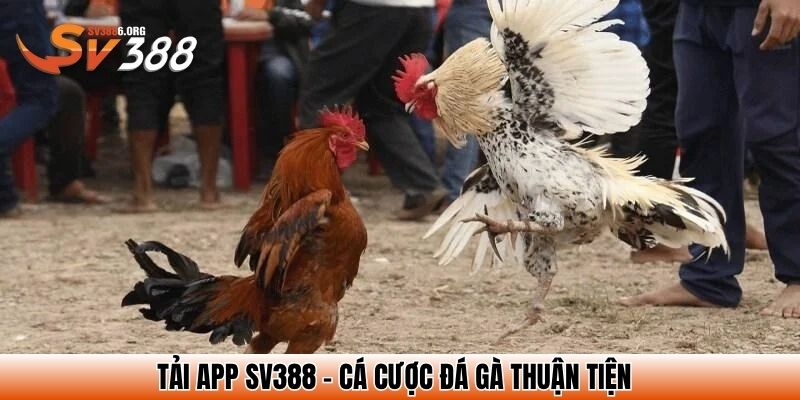 Tải app SV388 - Cá cược đá gà thuận tiện